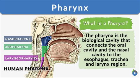 throatpie definition|Throaty Definition & Meaning .